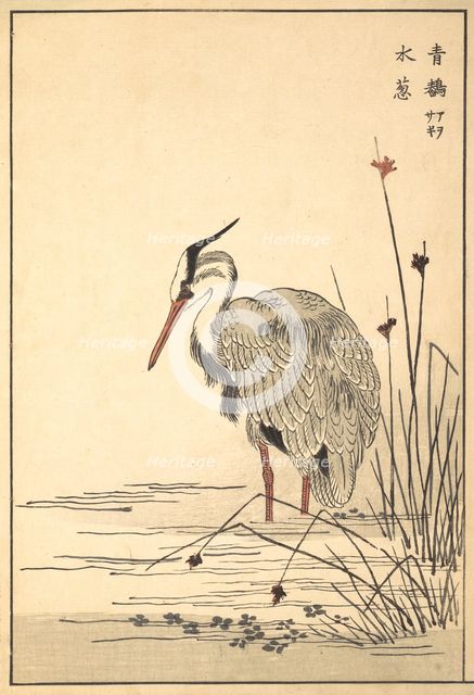 Gray Heron (Aosagi) and Mizu-aoi Plant, 1857. Creator: Unknown.
