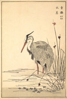 Gray Heron (Aosagi) and Mizu-aoi Plant, 1857. Creator: Unknown