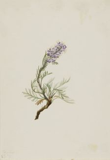 Gray Phacelia (Phacelia sericea), 1911. Creator: Mary Vaux Walcott