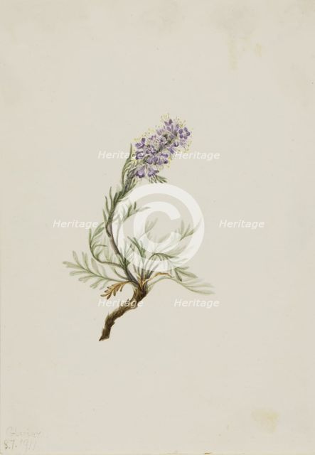 Gray Phacelia (Phacelia sericea), 1911. Creator: Mary Vaux Walcott.