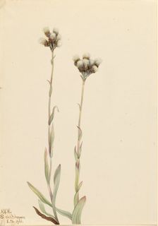 Gray Pussytoes (Antennaria howellii), 1921. Creator: Mary Vaux Walcott