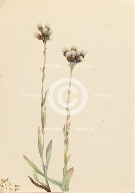 Gray Pussytoes (Antennaria howellii), 1921. Creator: Mary Vaux Walcott.