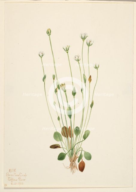 Gray Ragwort (Senecio canus), 1920. Creator: Mary Vaux Walcott.
