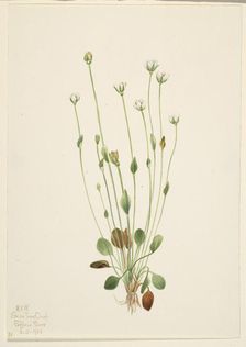 Gray Ragwort (Senecio canus), 1920. Creator: Mary Vaux Walcott