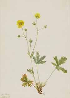Grayleaf Fivefinger (Potentilla glaucophylla), 1905. Creator: Mary Vaux Walcott