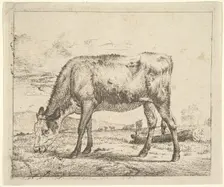 Grazing Calf, from Different Animals, 1658. Creator: Adriaen van de Velde