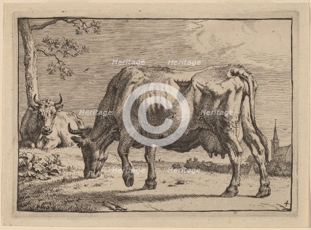 Grazing Cow, 1650. Creator: Paulus Potter.