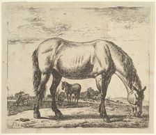 Grazing Horse, from Different Animals. Creator: Adriaen van de Velde