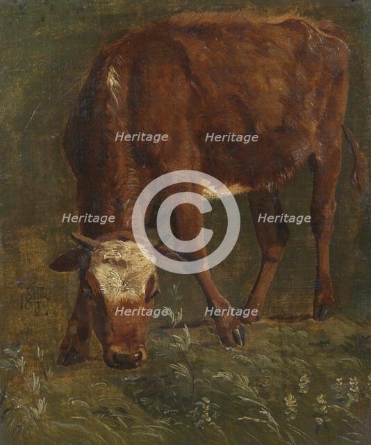 Grazing red heifer. Study, 1843. Creator: Johan Thomas Lundbye.