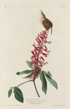 Great Carolina Wren, 1830. Creator: Robert Havell