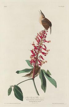 Great Carolina Wren, 1830. Creator: Robert Havell