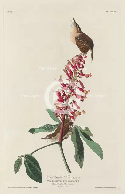 Great Carolina Wren, 1830. Creator: Robert Havell.