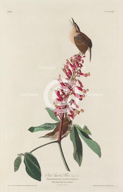 Great Carolina Wren, 1830. Creator: Robert Havell.