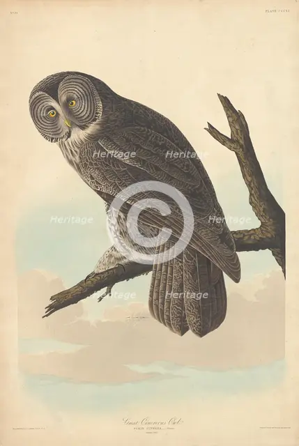 Great Cinereous Owl, 1837. Creator: Robert Havell.