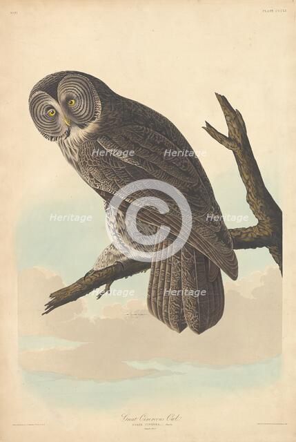 Great Cinereous Owl, 1837. Creator: Robert Havell.