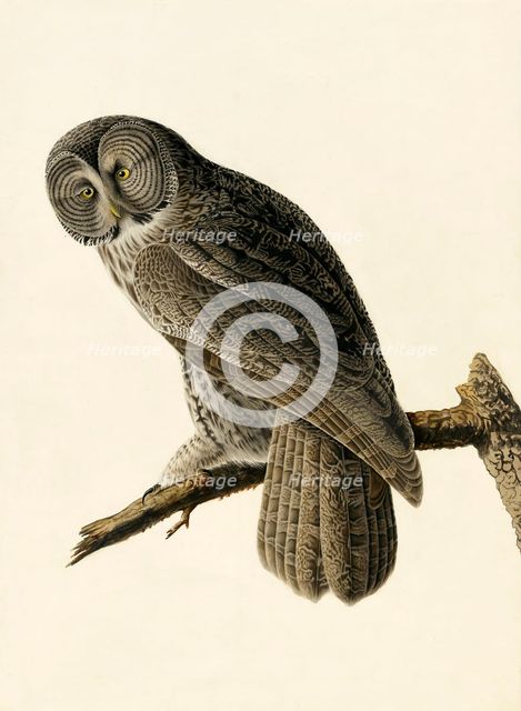 Great Cinereous Owl, Strix Nebulosa, 1845.