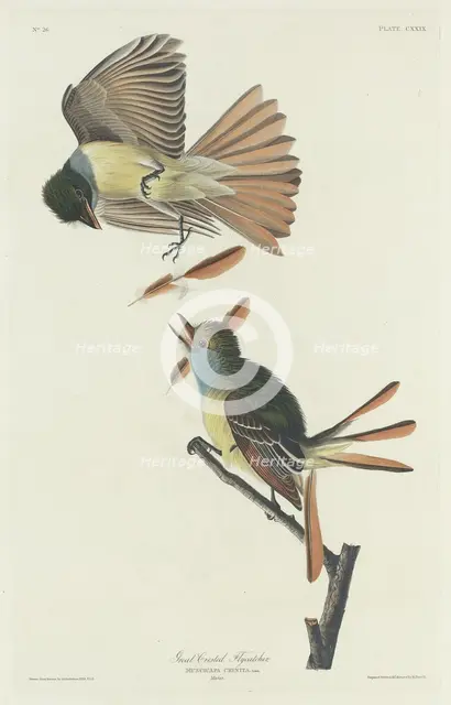 Great Crested Flycatcher, 1832. Creator: Robert Havell.