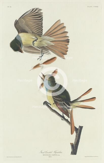 Great Crested Flycatcher, 1832. Creator: Robert Havell.