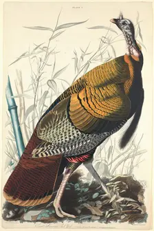Great American Cock, 1827. Creator: William Home Lizars