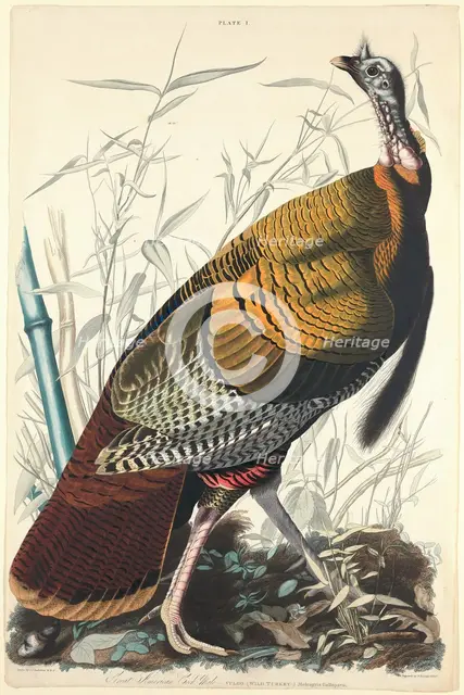 Great American Cock, 1827. Creator: William Home Lizars.