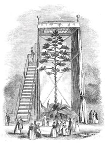Great American Aloe in bloom, 1844. Creator: Unknown