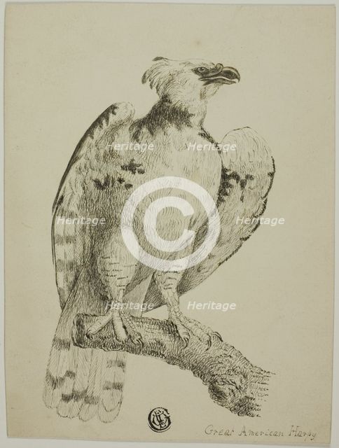 Great American Harpy, n.d. Creator: Unknown.