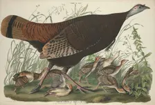 Great American Hen and Young, 1827. Creator: William Home Lizars