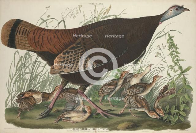 Great American Hen and Young, 1827. Creator: William Home Lizars.