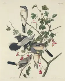 Great American Shrike or Butcher Bird, 1834. Creator: Robert Havell