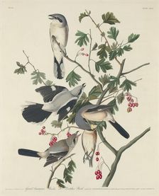 Great American Shrike or Butcher Bird, 1834. Creator: Robert Havell