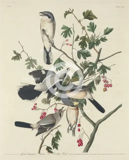Great American Shrike or Butcher Bird, 1834. Creator: Robert Havell.