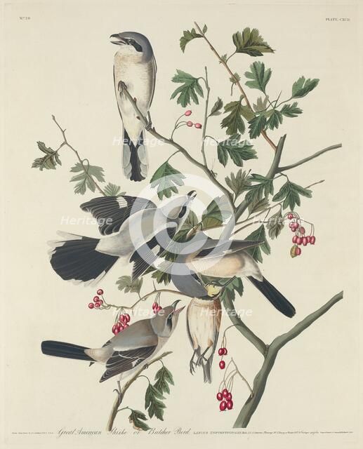 Great American Shrike or Butcher Bird, 1834. Creator: Robert Havell.