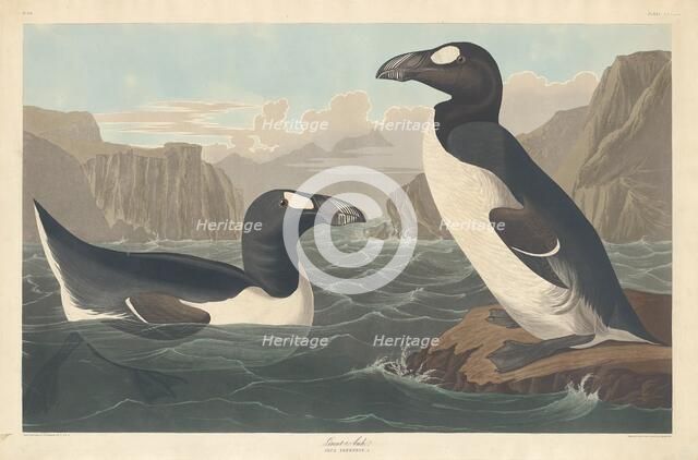 Great Auk, 1836. Creator: Robert Havell.
