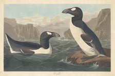 Great Auk, 1836. Creator: Robert Havell