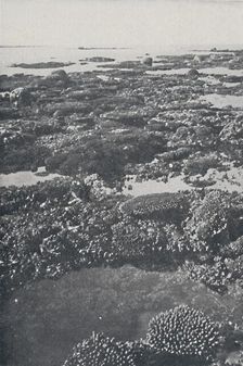Great Barrier Reef 1924