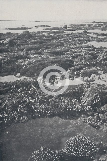 'Great Barrier Reef', 1924. Artist: Unknown.