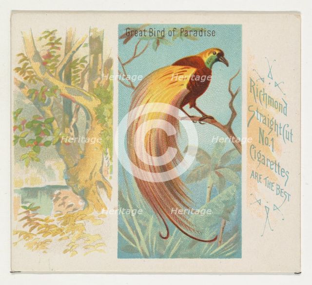 Great Bird of Paradise, from Birds of the Tropics series (N38) for Allen & Ginter Cigarett..., 1889. Creator: Allen & Ginter.