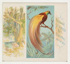 Great Bird of Paradise, from Birds of the Tropics series (N38) for Allen & Ginter Cigarett..., 1889. Creator: Allen & Ginter