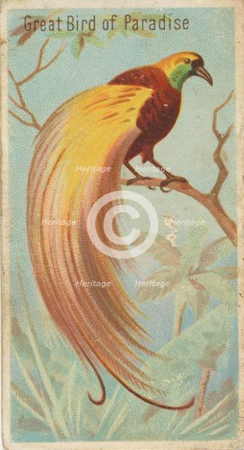 Great Bird of Paradise, from the Birds of the Tropics series (N5) for Allen & Ginter Cigar..., 1889. Creator: Allen & Ginter.