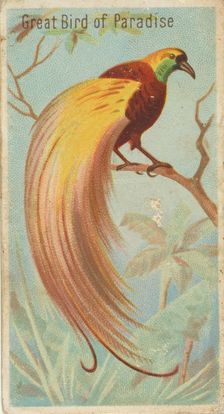 Great Bird of Paradise, from the Birds of the Tropics series (N5) for Allen & Ginter Cigar..., 1889. Creator: Allen & Ginter