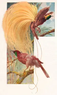 Great Birds of Paradise 1910, (1911). Artist: Louis Fairfax Muckley