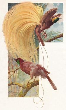 Great Birds of Paradise 1910, (1911). Artist: Louis Fairfax Muckley