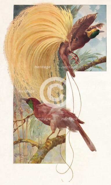 'Great Birds of Paradise', 1910, (1911). Artist: Louis Fairfax Muckley.