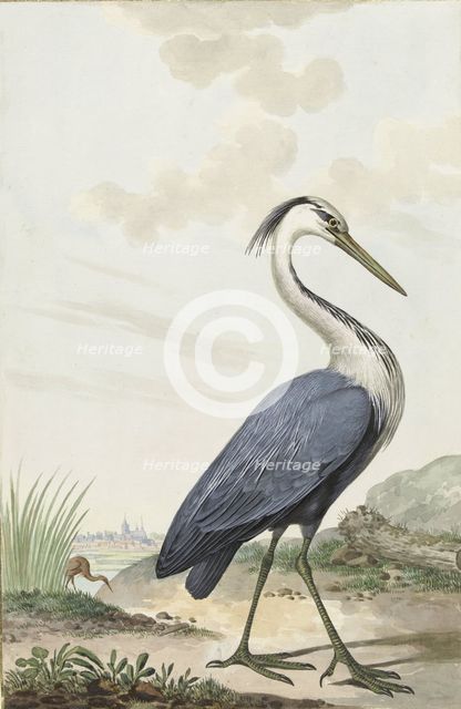Great Blue Heron, 1776. Creator: Jabes Heenck.