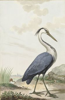 Great Blue Heron, 1776. Creator: Jabes Heenck