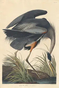 Great blue Heron, 1834. Creator: Robert Havell
