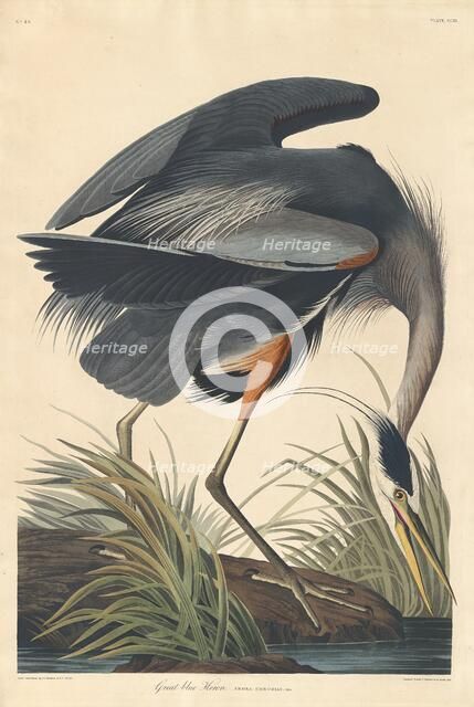 Great blue Heron, 1834. Creator: Robert Havell.