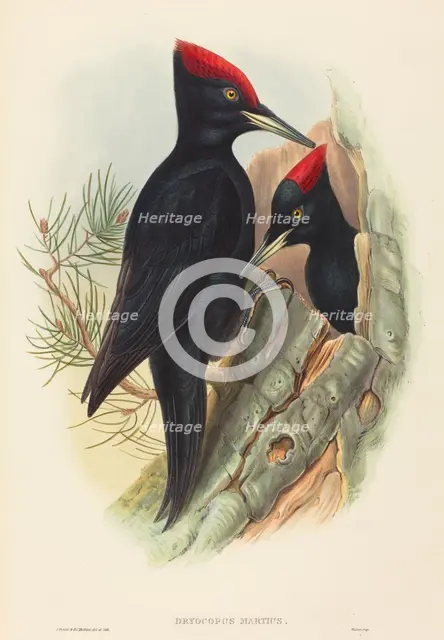 Great Black Woodpecker (Dryocopus martius). Creators: John Gould, Henry Constantine Richter.