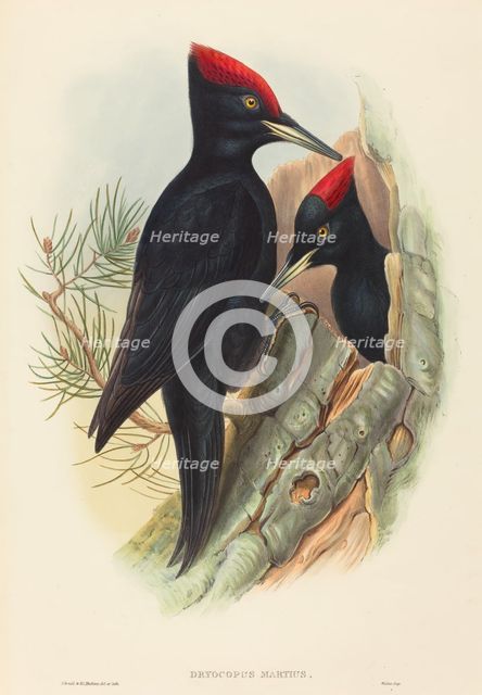 Great Black Woodpecker (Dryocopus martius). Creators: John Gould, Henry Constantine Richter.