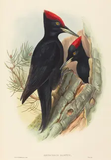 Great Black Woodpecker (Dryocopus martius). Creators: John Gould, Henry Constantine Richter